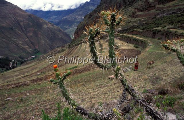 perou 15.JPG - PisacPérou